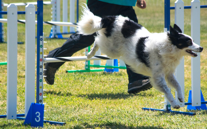 Serious medical incident Dog-Show
